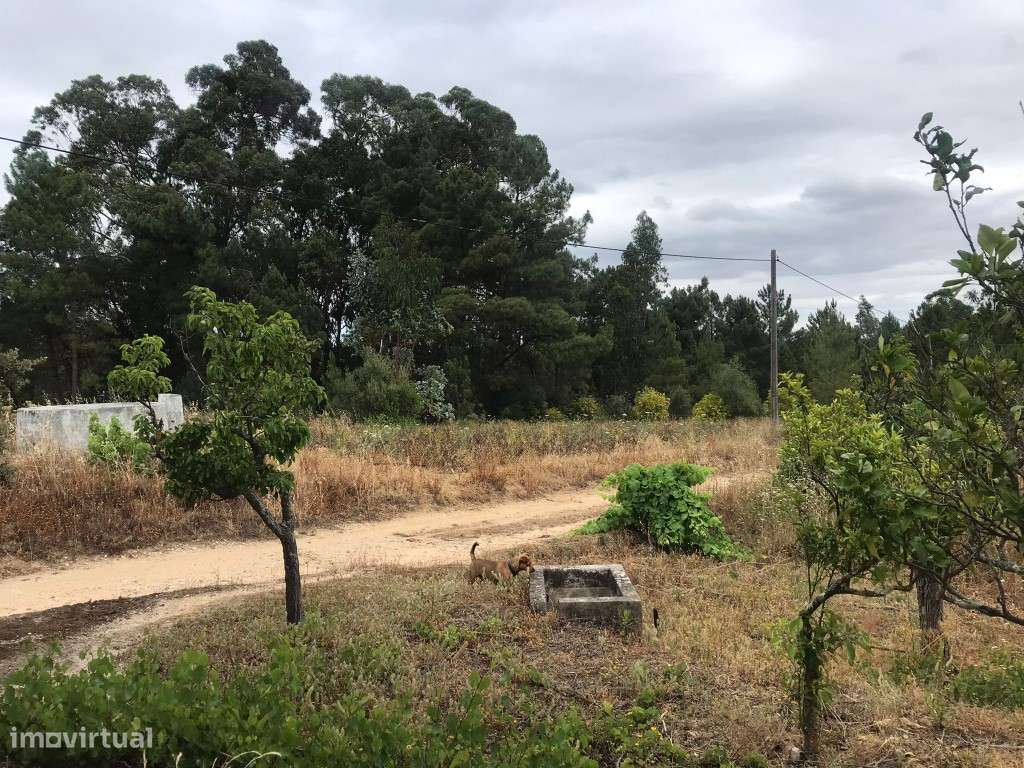Quinta com casinha na Chancelaria, Torres Novas-13