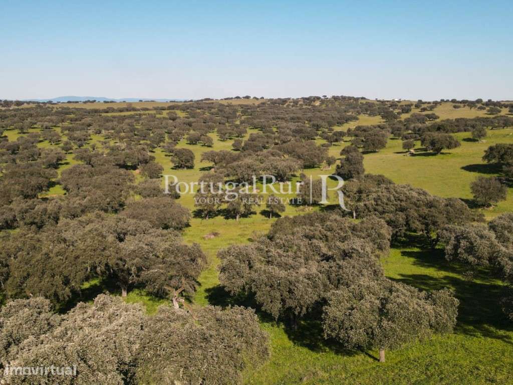 Herdade de 18 hectares perto de Estremoz-11