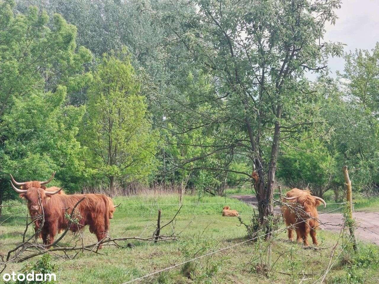 Dom unikatowy//duża działka 1,8ha//Józefów k. Wars-15