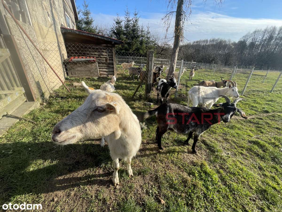 Urokliwe siedlisko w Korabiewicach-8