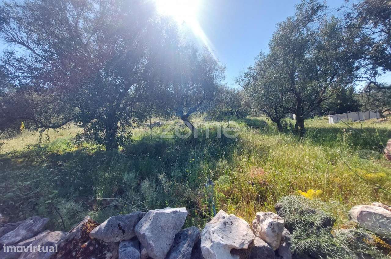 Terreno com 2500m2 a 10m de Fátima e 15 m da Batalha-4