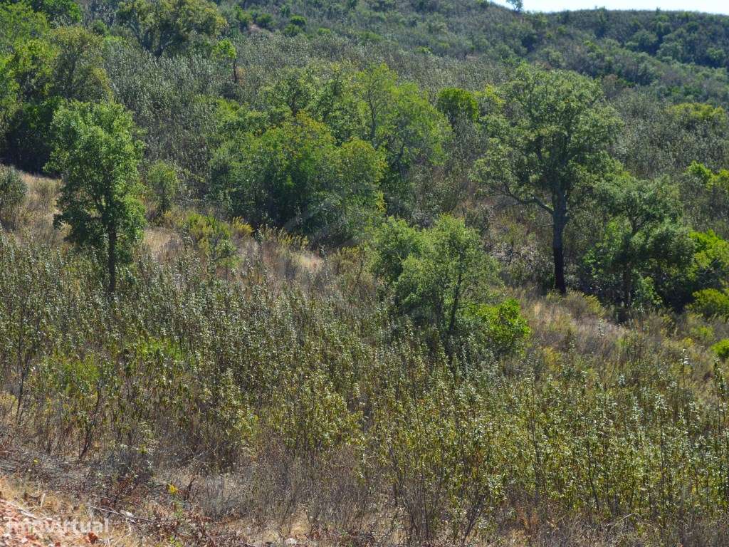 terreno Rustico, Loulé Algarve - Grande imagem: 4/18