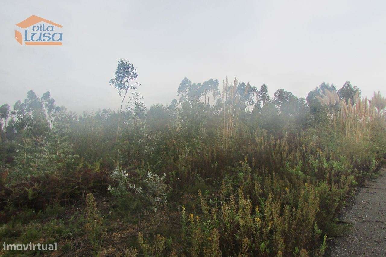 Terreno florestal , Pedroso com 3.682 m2 fáceis acessos - Grande imagem: 3/7