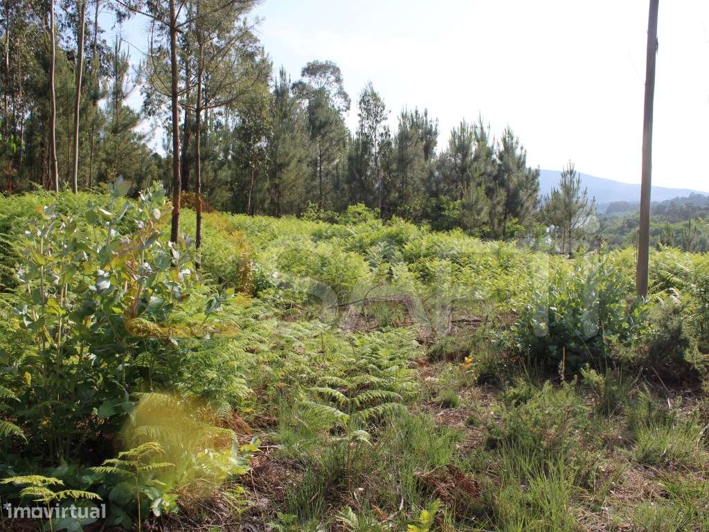 Terreno construtivo - Grande imagem: 2/13