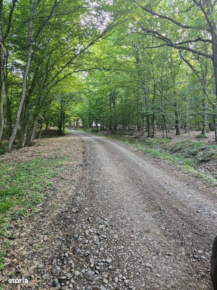 Teren extravilan, între Corunca și Bozeni,16.900 mp - Imagine principală: 4/4