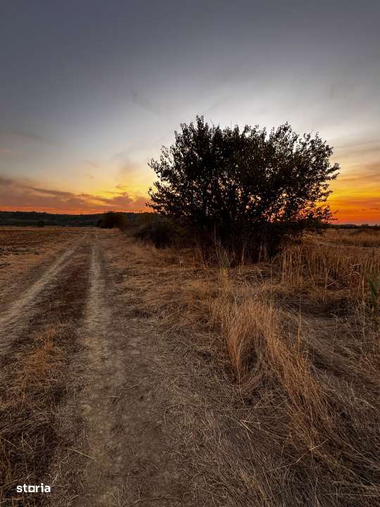 Teren extravilan 5000 , 2,5 euro mp BREASTA - Imagine principală: 5/6