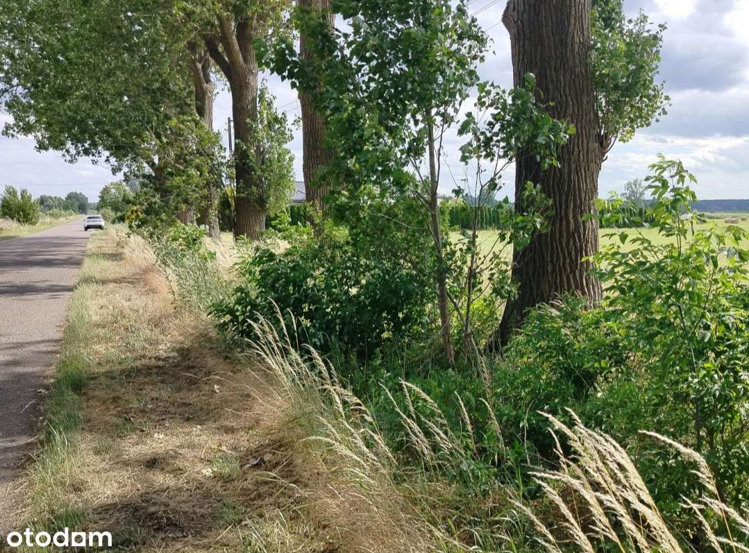 2.23 ha - 116 km do Berlina - Głuchowo gmina Słońsk, woj.lubuskie - Pełny obrazek: 4/8