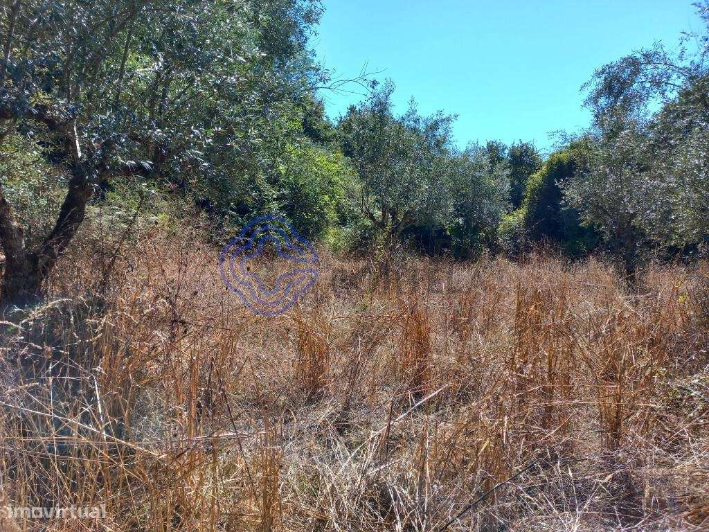 Terreno agrícola com uma ribeira a 10 minutos de Dornes-8