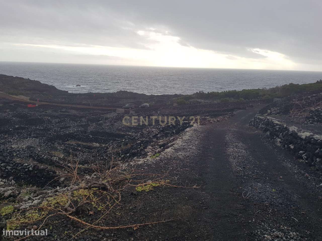 Terreno com Vinha e Potencial Construtivo na Candelária - Grande imagem: 4/6