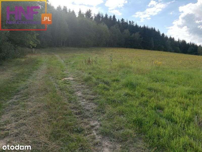 Działka widokowa 74,28ar Długołęka-Świerkla - Pełny obrazek: 5/6