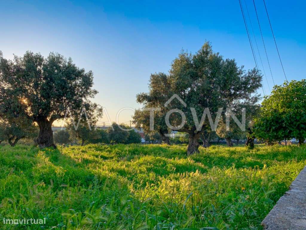 Imóvel Estratégico em Alcanena para Projeto Empresarial ou Residencial-5