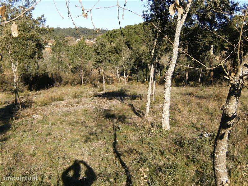 Terreno para construção, ourém - olival - Grande imagem: 5/6
