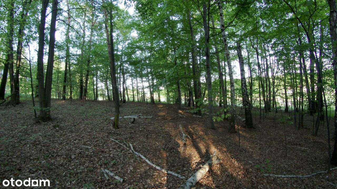 Rybnik - Malownicza działka leśna na sprzedaż-5