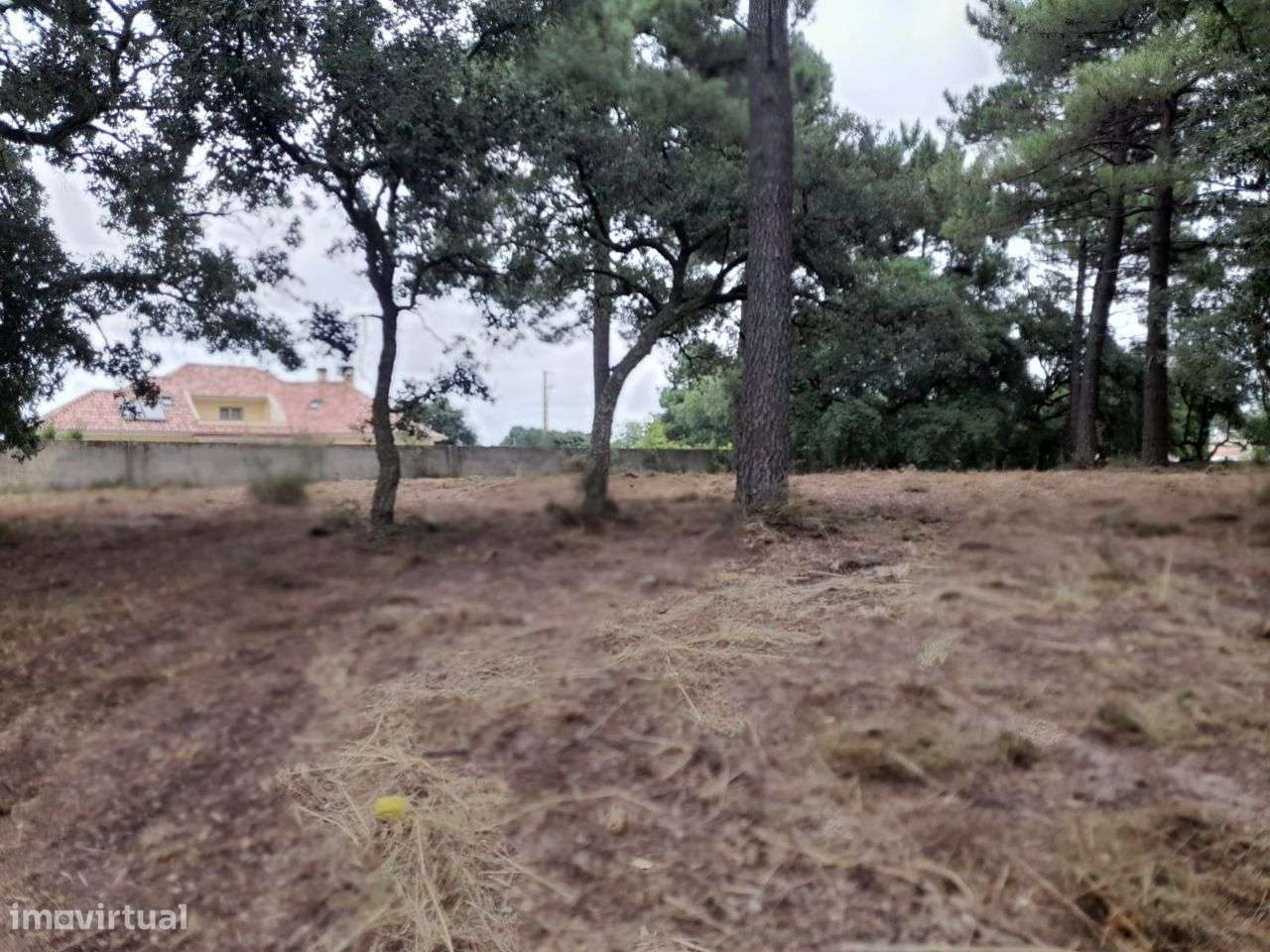 Azeitão / Brejos Azeitão Terreno 5000m2 .-11