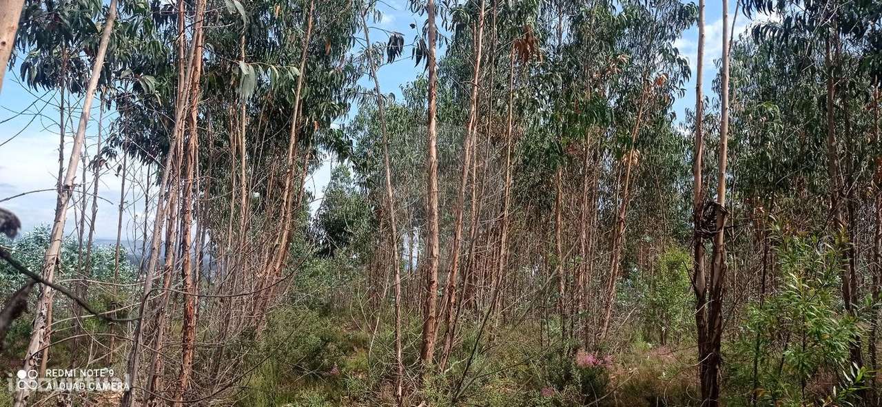 Terreno  para venda - Grande imagem: 4/6