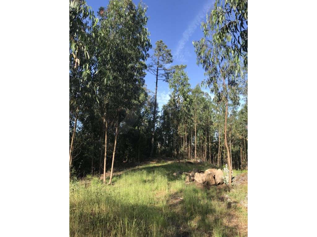 Terreno Rústico - Grande imagem: 3/3