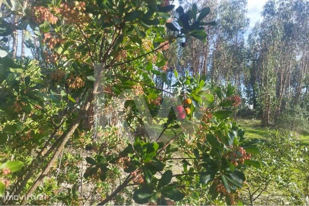 Terreno de 13 hectares em Foros da Charneca, com possibilidade de urba - Grande imagem: 3/10