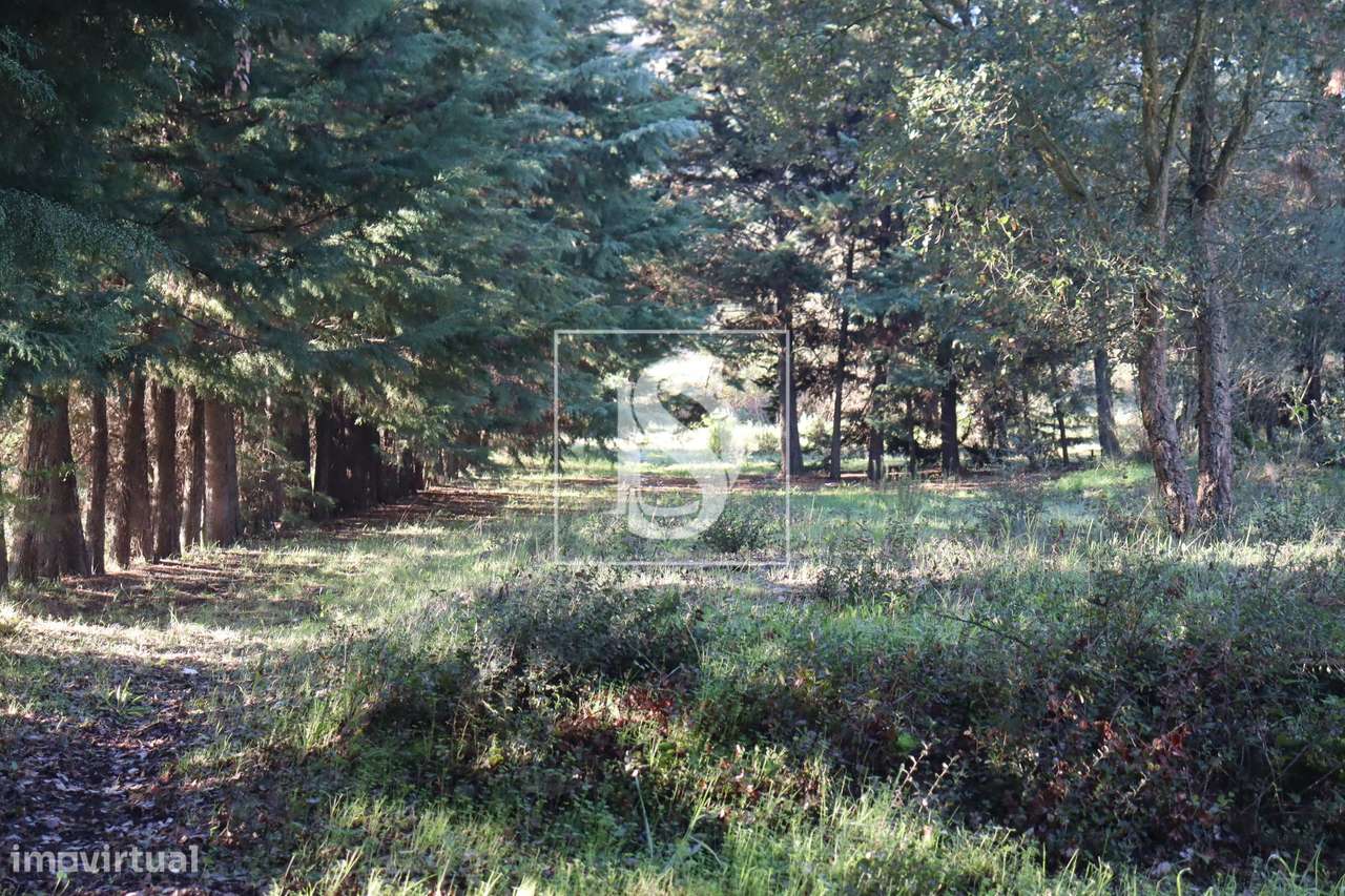 Terreno  Venda em Abrantes (São Vicente e São João) e Alferrarede,Abra - Grande imagem: 2/22