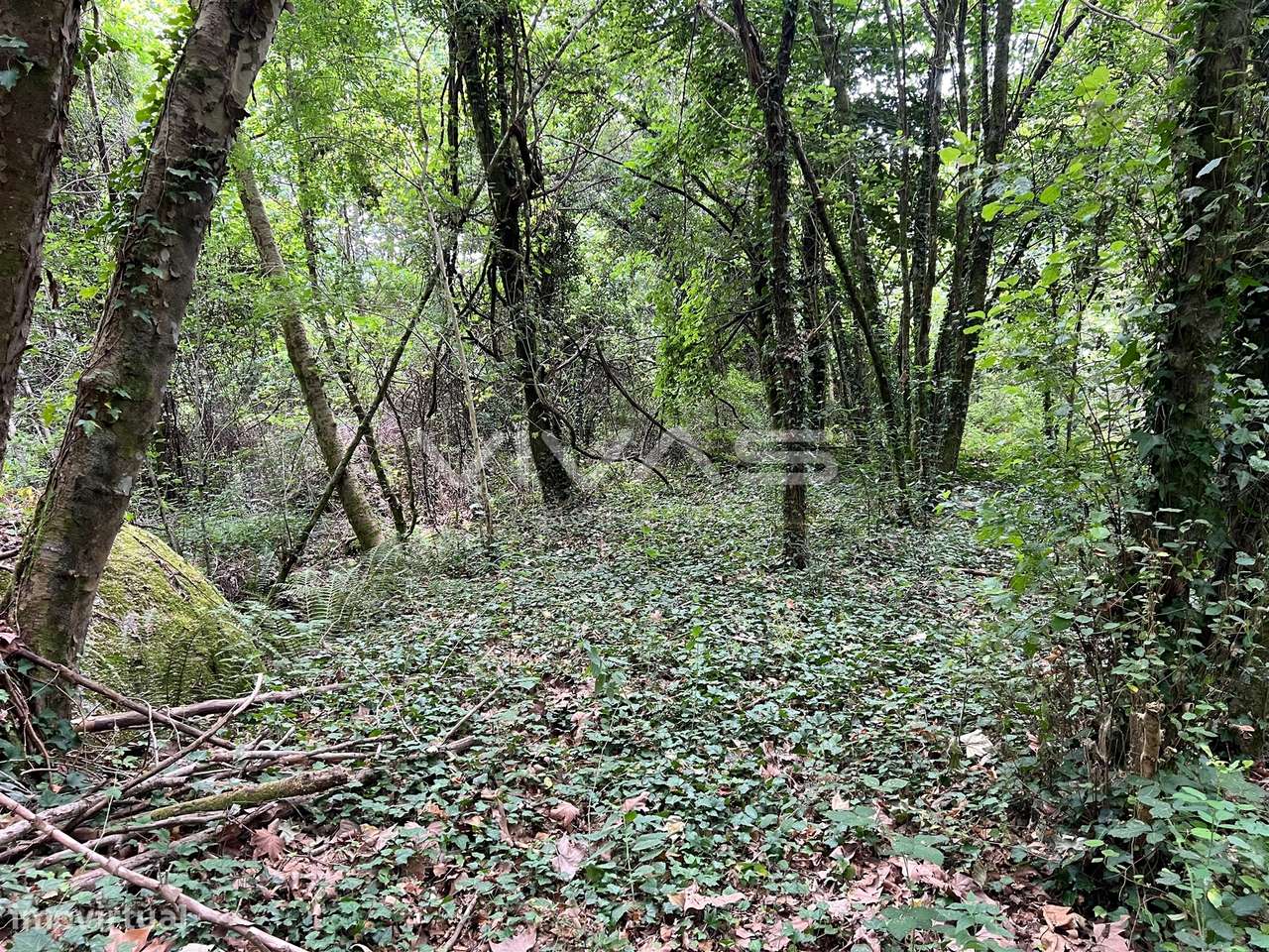 Terreno Rústico  Venda em Bouro (Santa Marta),Amares - Grande imagem: 5/11