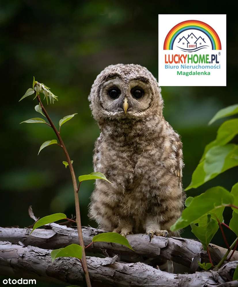 Cicha ładna doświetlona działka, wokół nowe wille - Pełny obrazek: 5/8