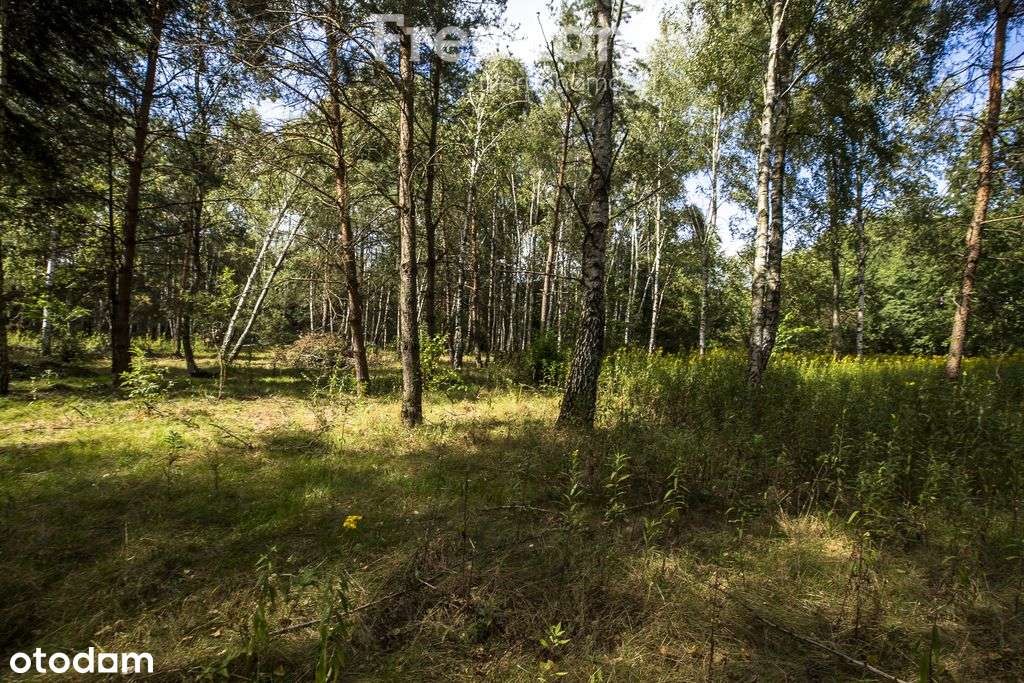 Działka 81 ar z lasem | Wz w toku | Rakszawa - Pełny obrazek: 5/12