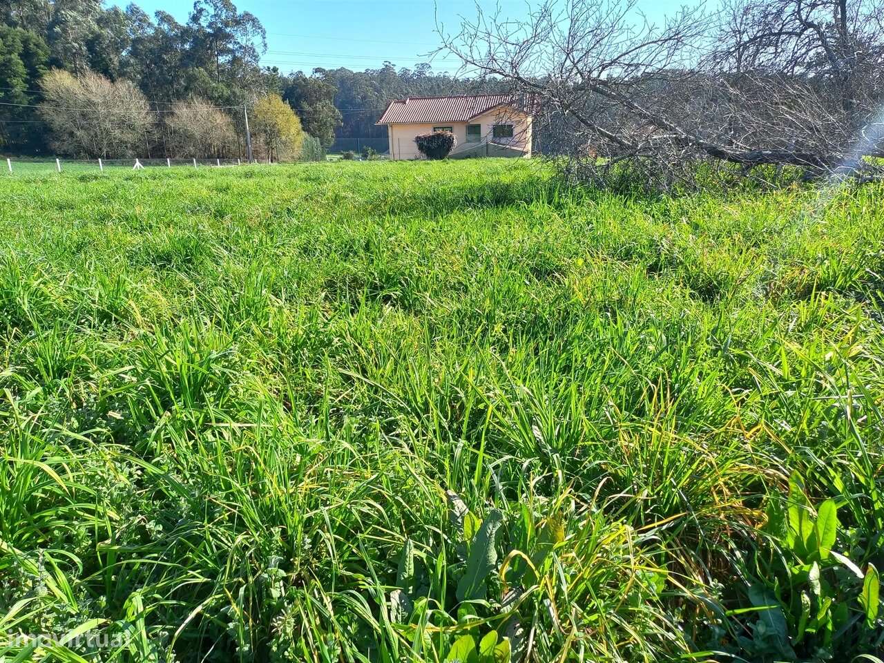Terreno Rústico em São Martinho da Gândara, Oliveira de Azeméis - Grande imagem: 2/5