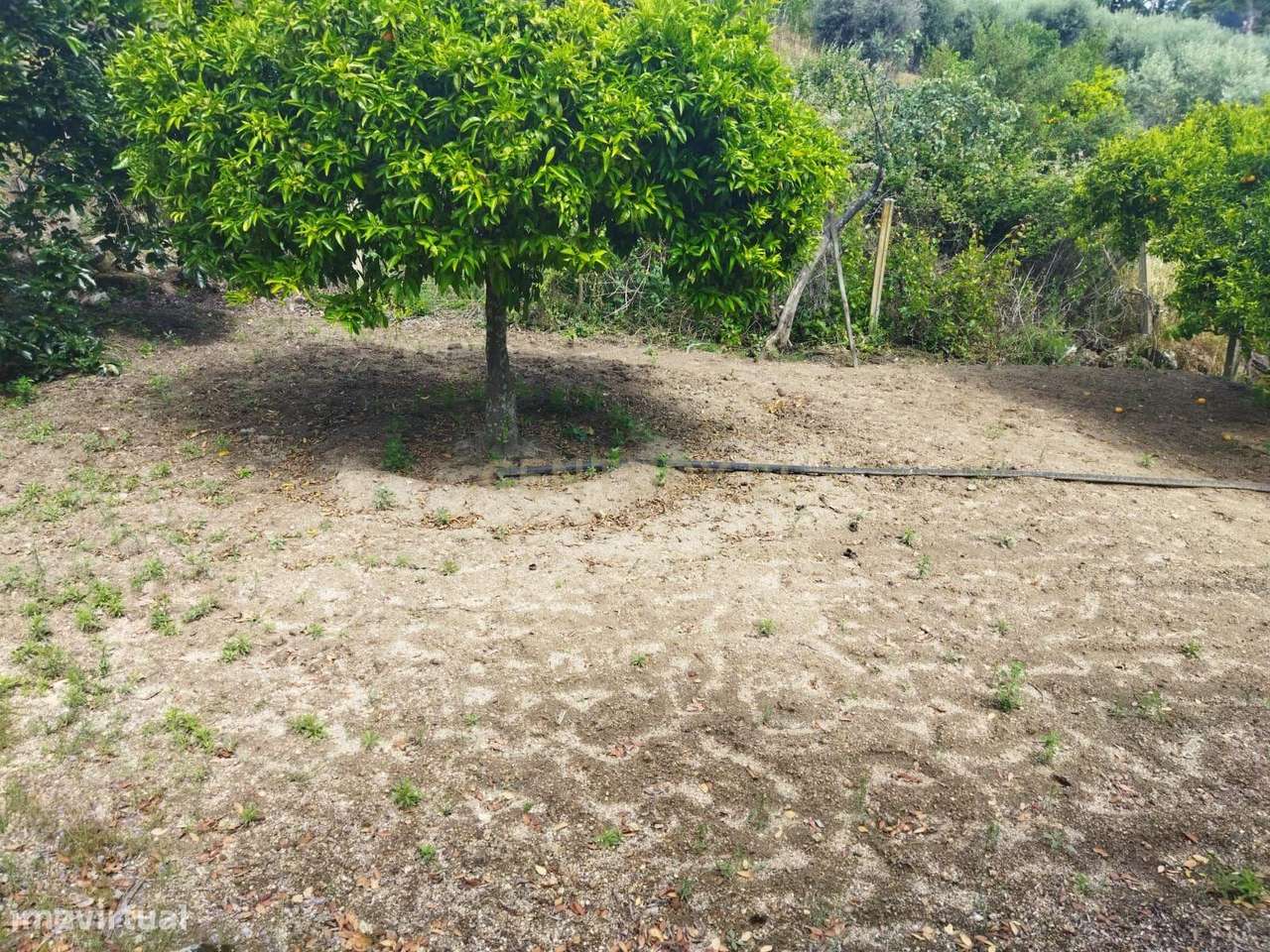 Terreno rústico | Lousa CTB, Castelo Branco-23