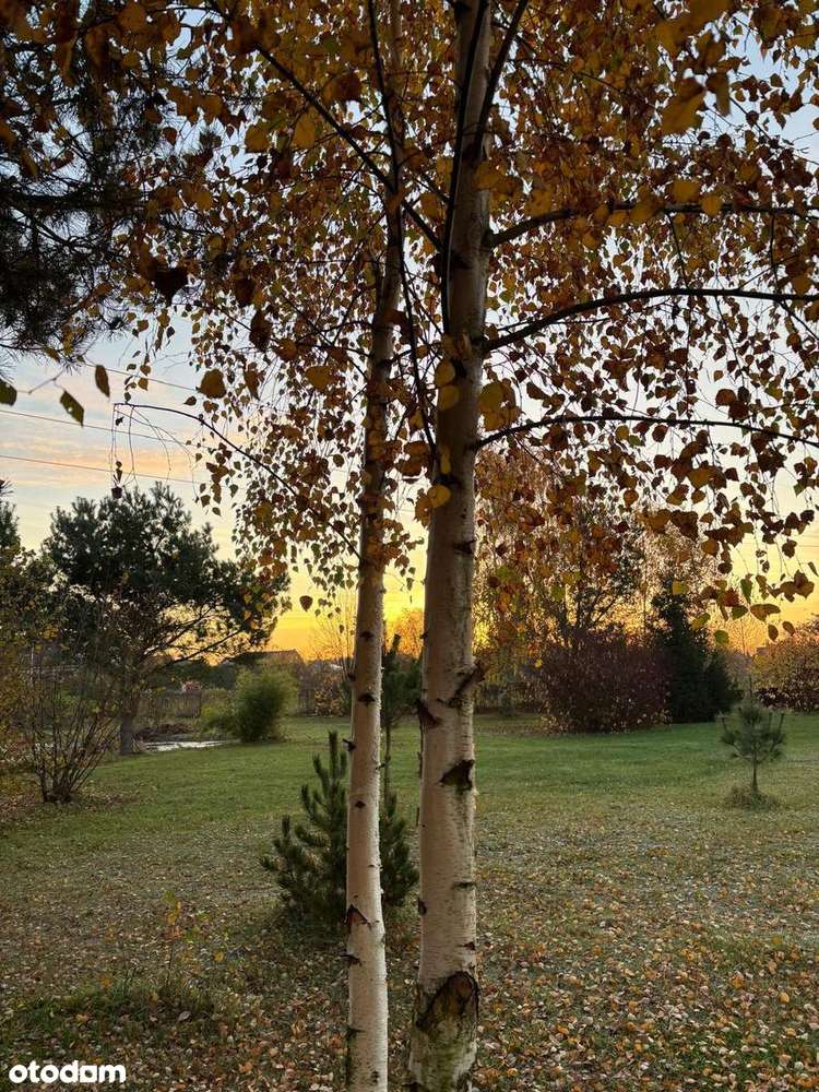 Piękne siedlisko z potencjałem w Dąbrowie 10 km od Poznania-9