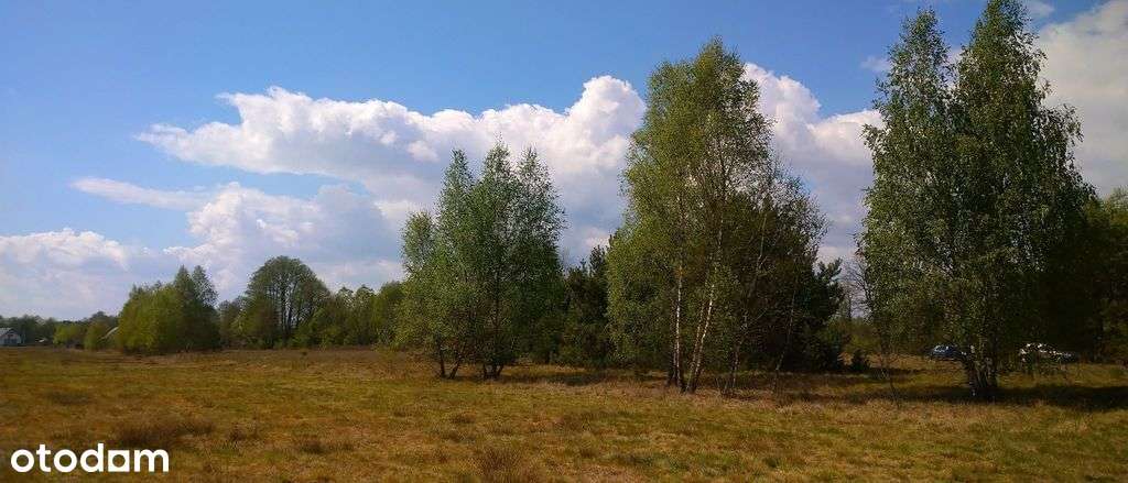 Działka budowlana 3000 m2 | Ostybór k/ Wilgi. - Pełny obrazek: 5/5