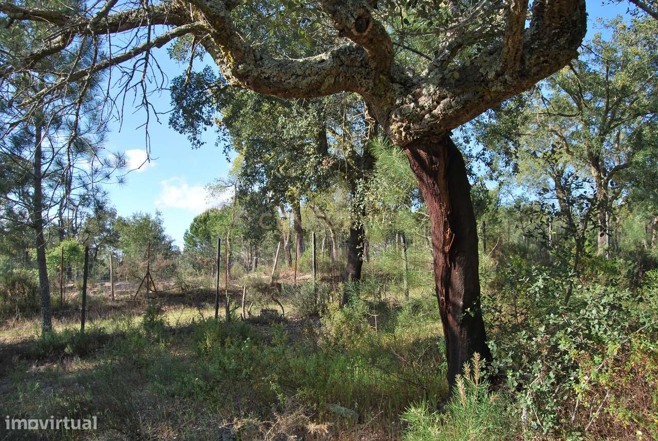 Terreno rústico 28200m2 em Vale do Junco, Chamusca, Golegã-26