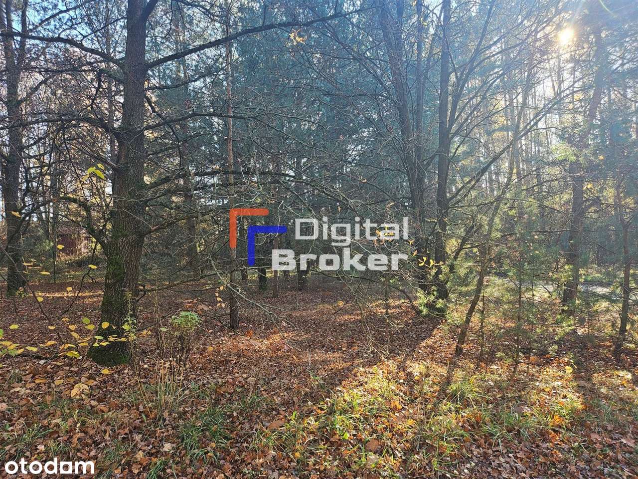 Chorzeszów*działka*letniskowa*łask - Pełny obrazek: 5/9