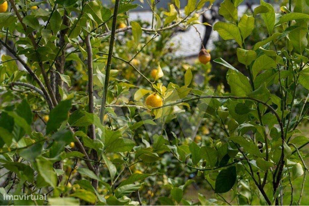 Fantástica Quinta com casa encantadora em Belmonte-12