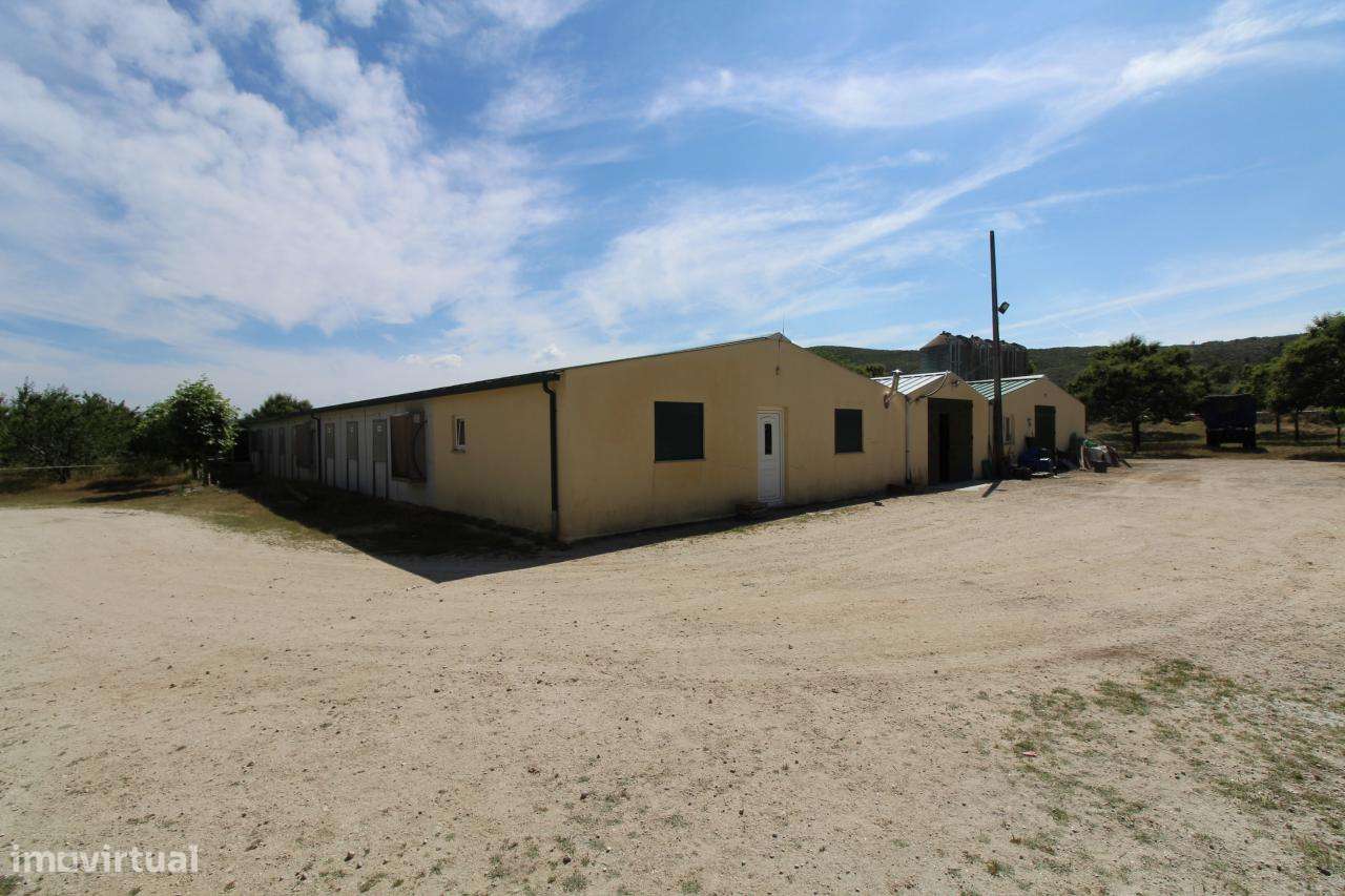 Aviário em Funcionamento-Excelente Rentabilidade - Grande imagem: 4/22