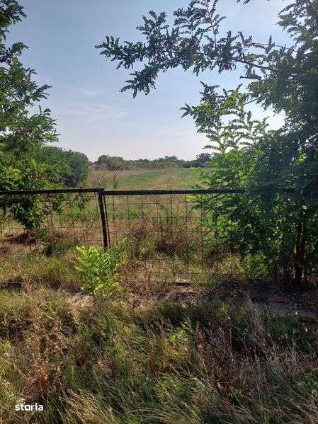 Teren Sannicolau Roman intravilan - Imagine principală: 5/6