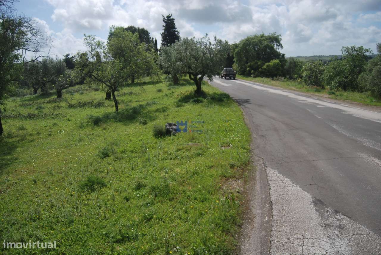 Terreno de 5 Hectares Torres Novas - Grande imagem: 5/60