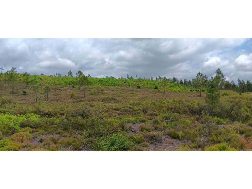 Terreno Rústico com 101.160 m² em Mação - Cabeço da Cruz - Grande imagem: 3/15