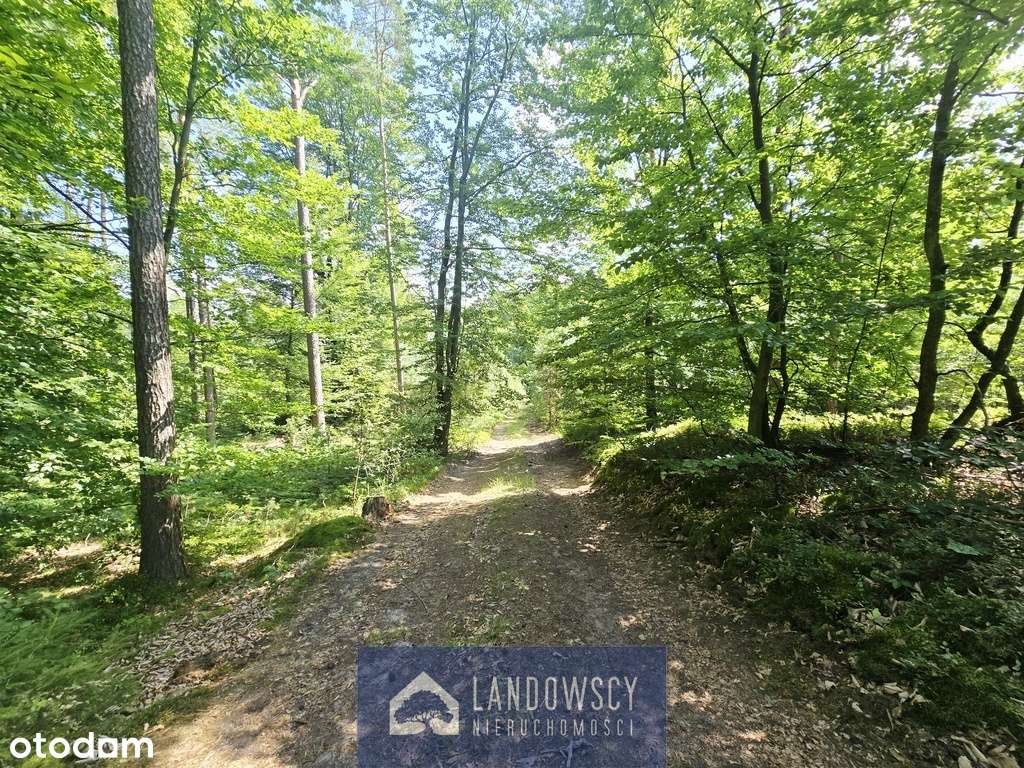 Malownicza łąka nad rzeką Wierzycą - Pogódki - Pełny obrazek: 4/18