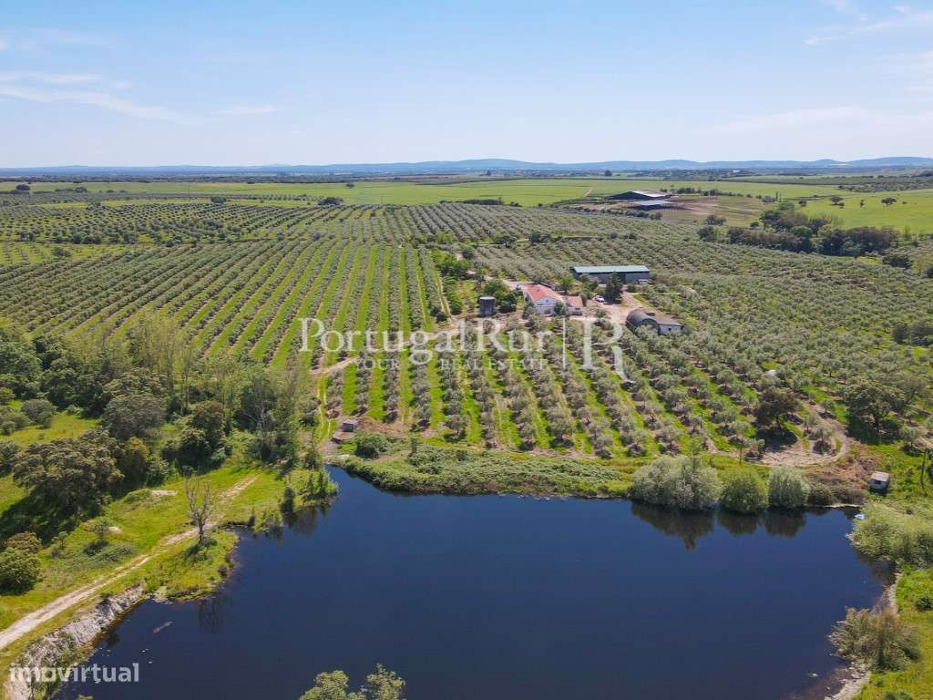 Herdade com 38 hectares com Olival em Produção com 2 Moradias - Grande imagem: 2/17