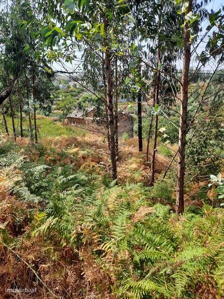 2 terrenos c/casas-Matos Pampillhal-C.Bonjardim-Sertã-Preço negociável - Grande imagem: 4/6