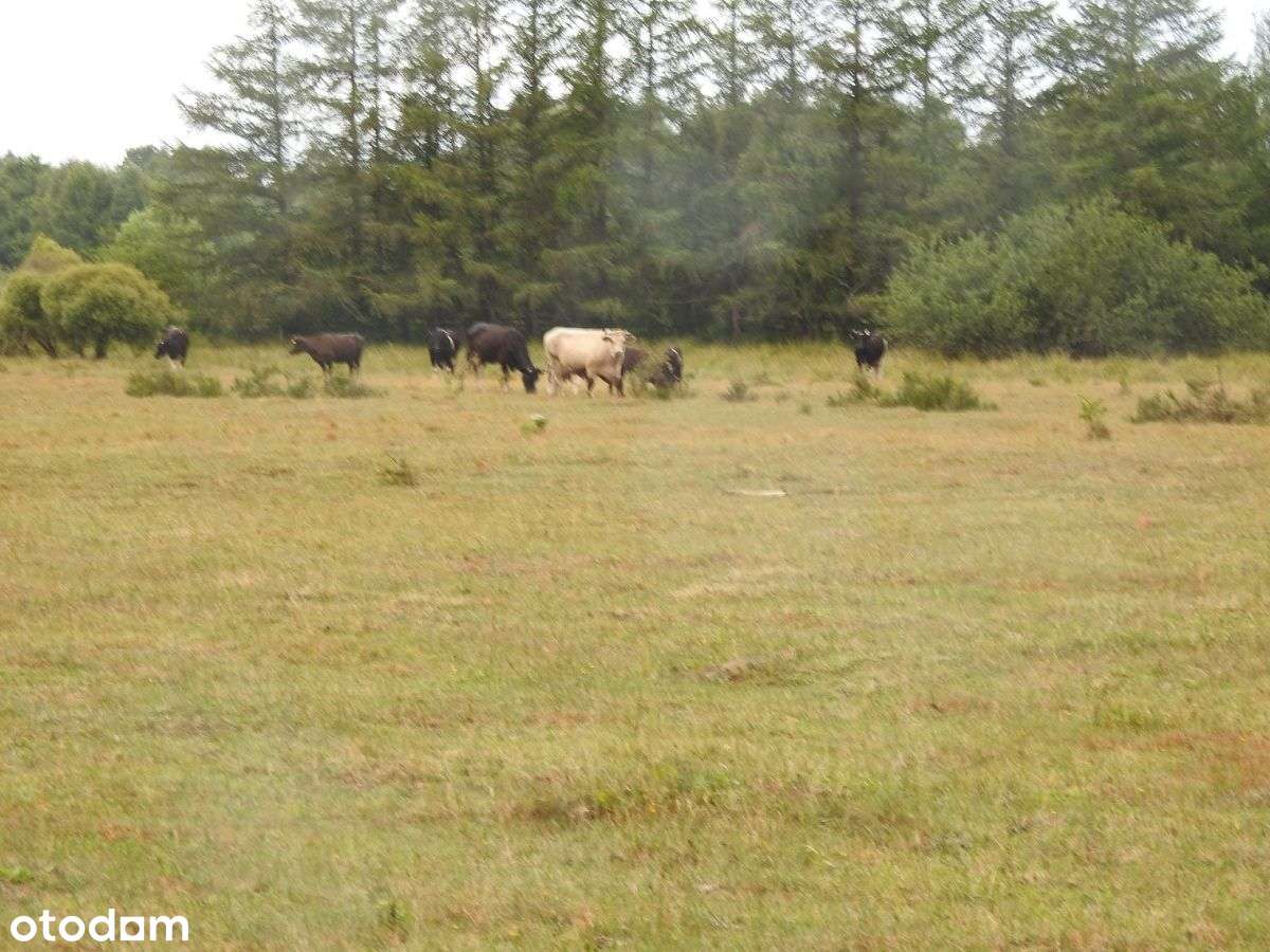 5 km do Łeby - Pełny obrazek: 5/10