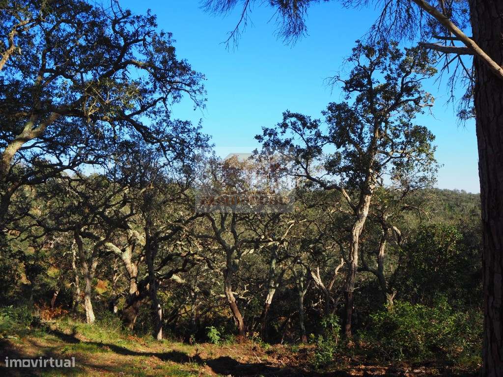 Terreno com montado de sobro - São Francisco da Serra - Grande imagem: 4/8