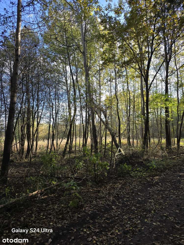 76 arów Ładna duża działka  Zarzecze Rzeczna Kopernika - Pełny obrazek: 4/5