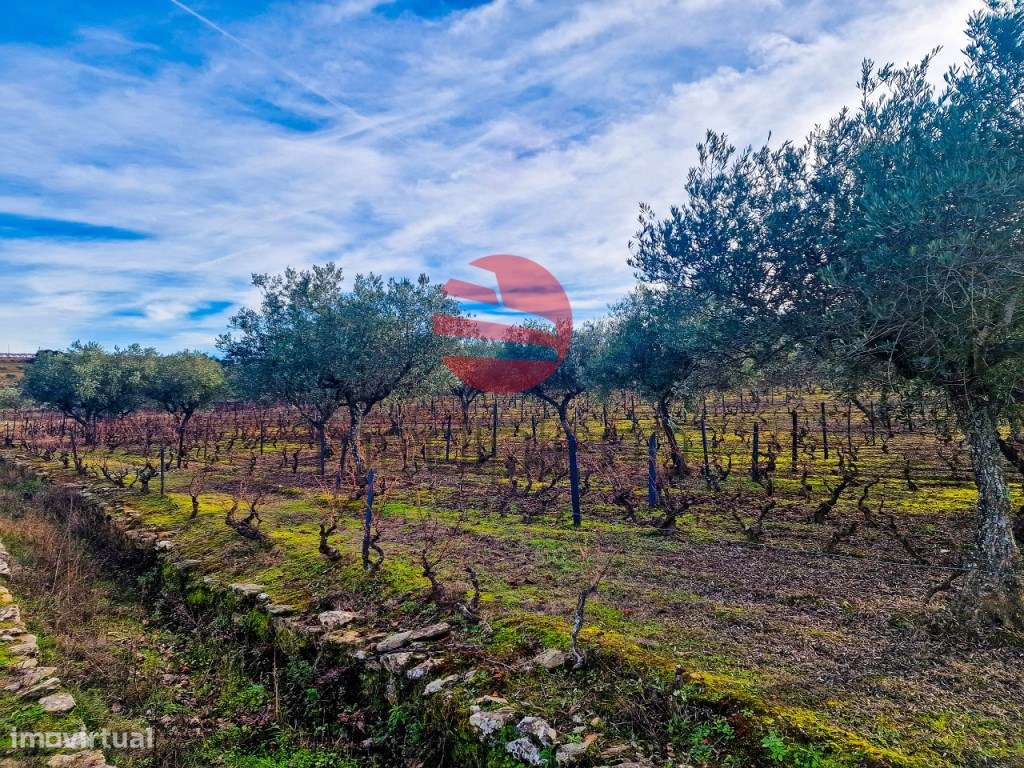 QUINTINHA - Grande imagem: 4/10