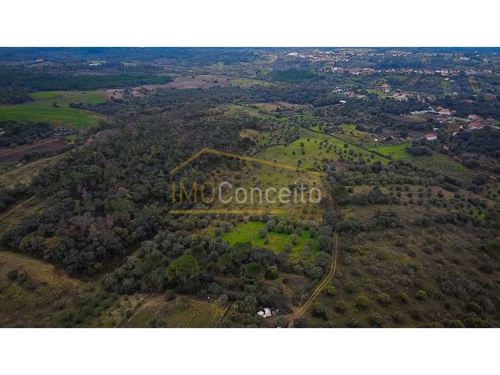 Terreno rústico 1000m2 - Moreiras Grandes (Torres Novas)-17