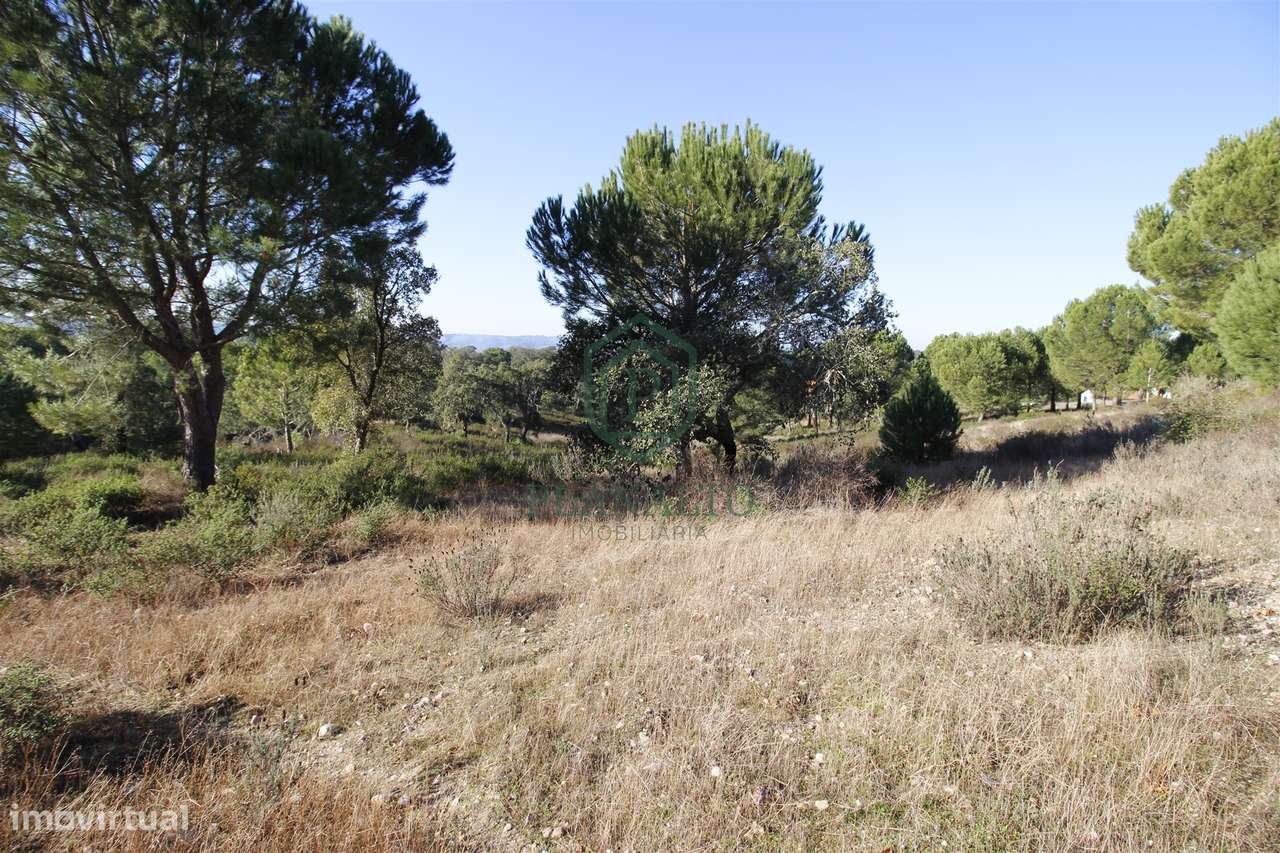 Terreno Rústico  Venda em Mora,Mora-11