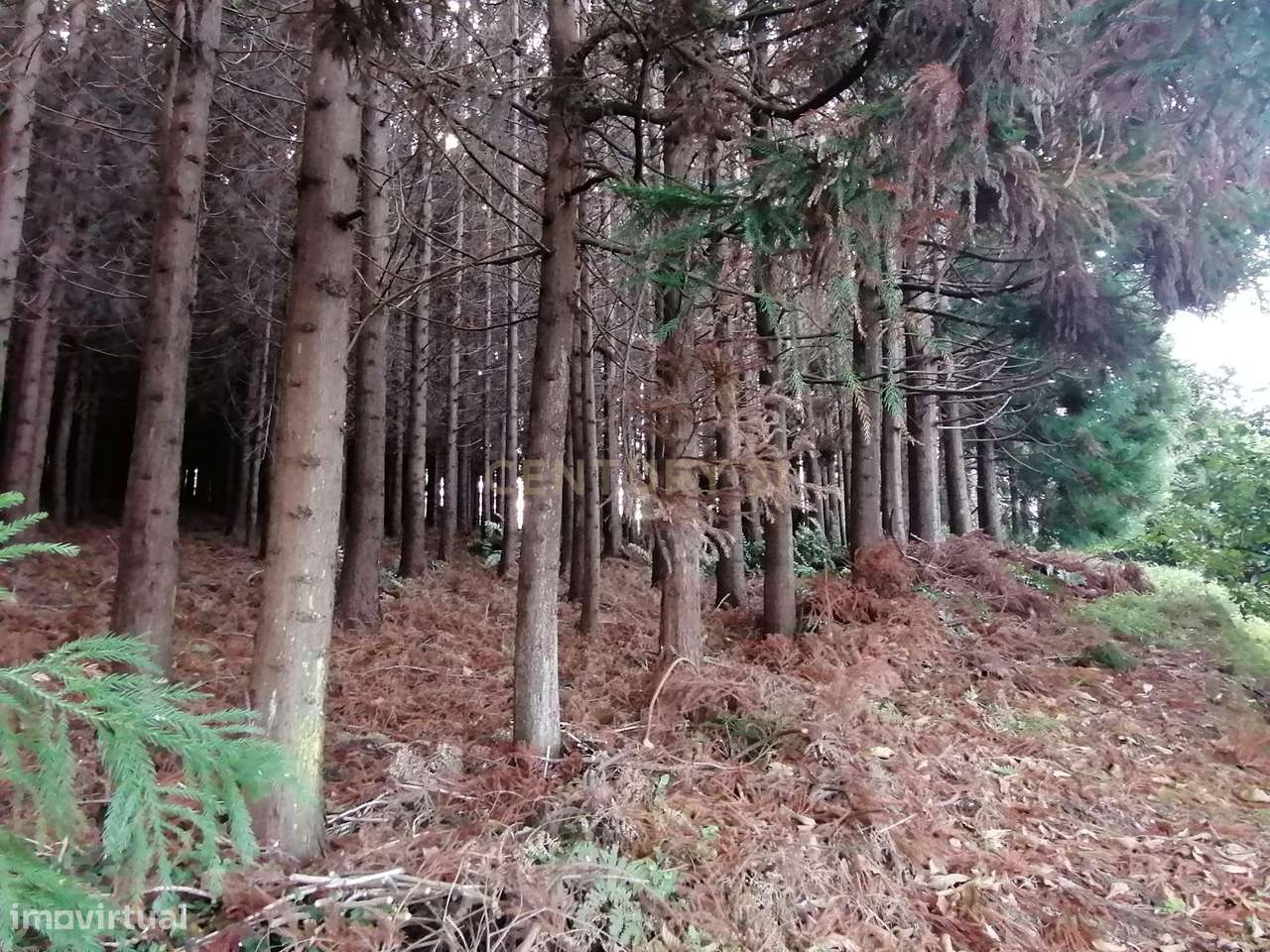 Terreno Rústico c/ 9740 m2 com Mata de Criptomérias - Grande imagem: 2/9