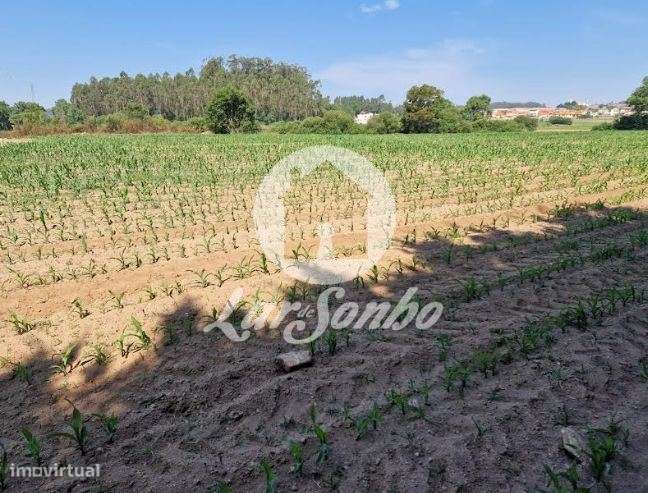 Terreno agrícola de 12.000m2 em Tougues - Vila do Conde - Grande imagem: 4/6