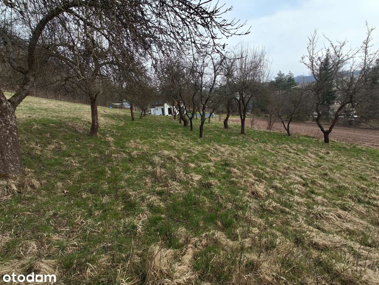 Duża działka  3400m2 | Sad + widok na Góry Stołowe | Tłumaczów - Pełny obrazek: 5/8