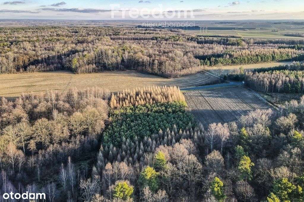 Zadrzewiona działka 39,75 ar – Giedlarowa - Pełny obrazek: 5/10