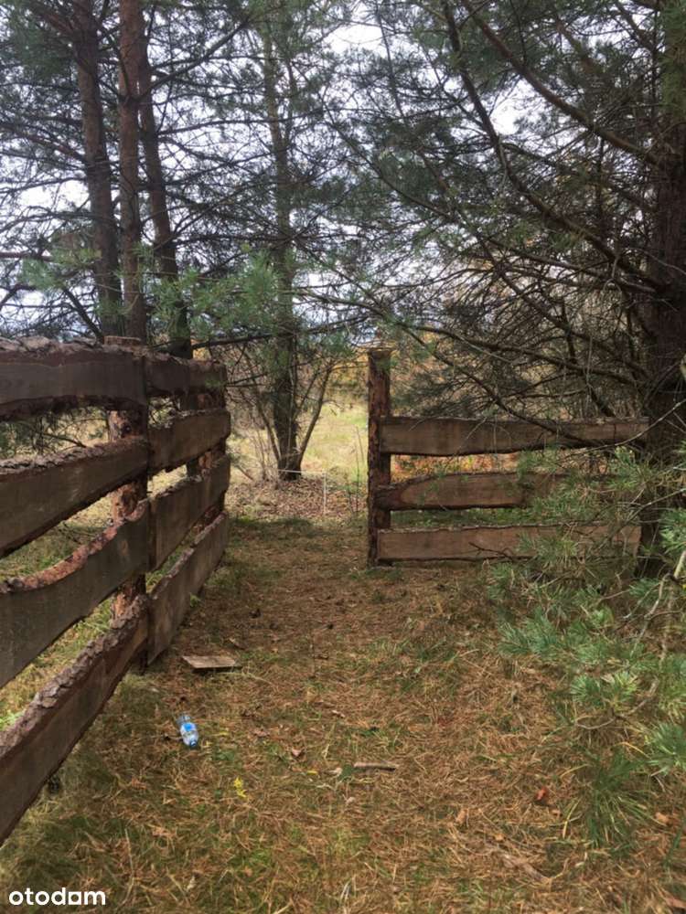 Piękne działki leśne Wólka Nadbużna nad rzeką Bug - Pełny obrazek: 4/12